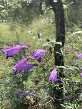 Image of Sonoran beardtongue