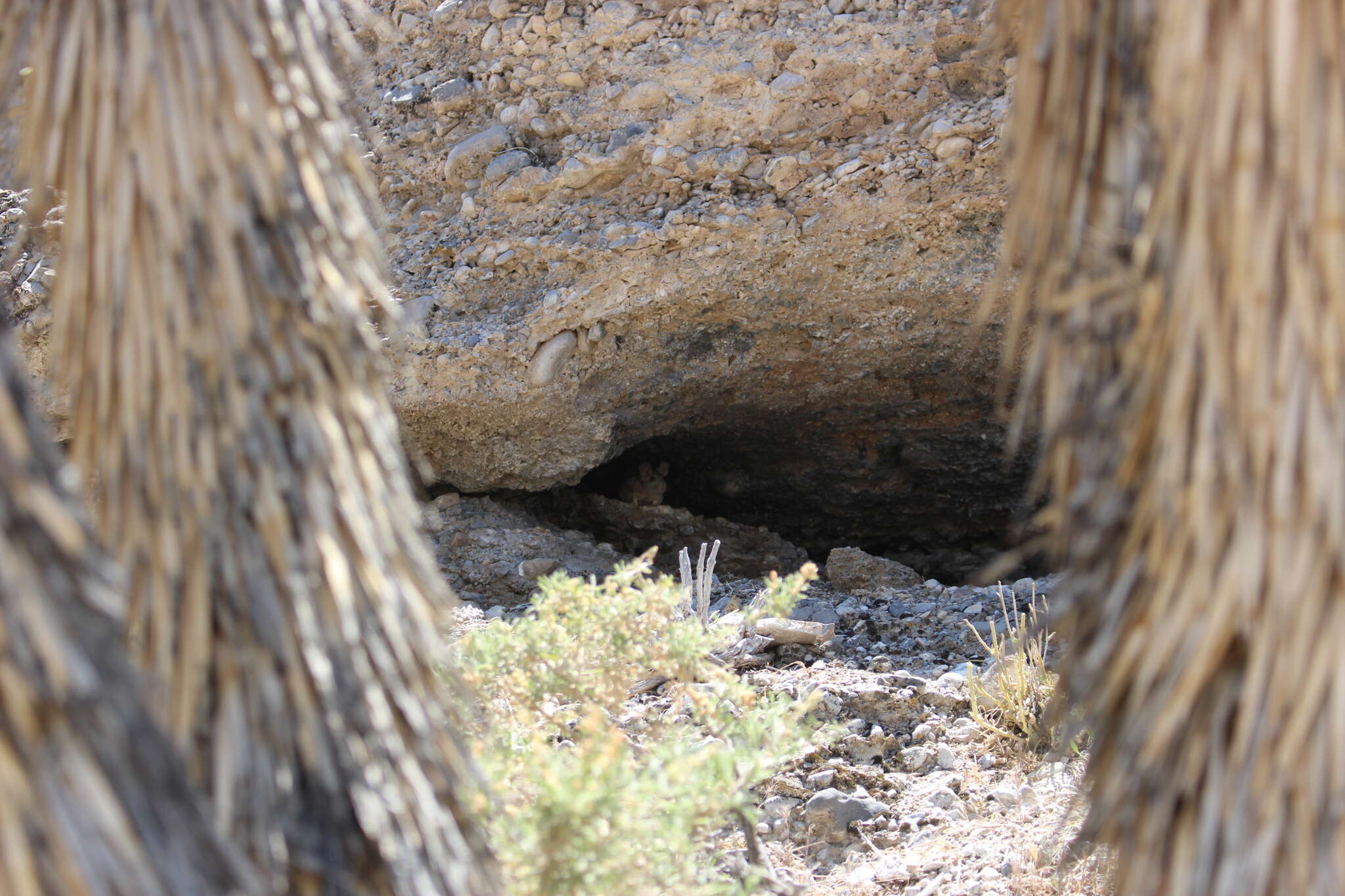 Image of Desert Woodrat