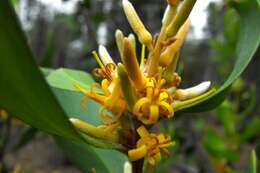 Image of Persoonia cornifolia A. Cunn. ex R. Br.