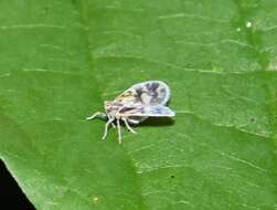 Image of Bothriocera cognita Caldwell 1943