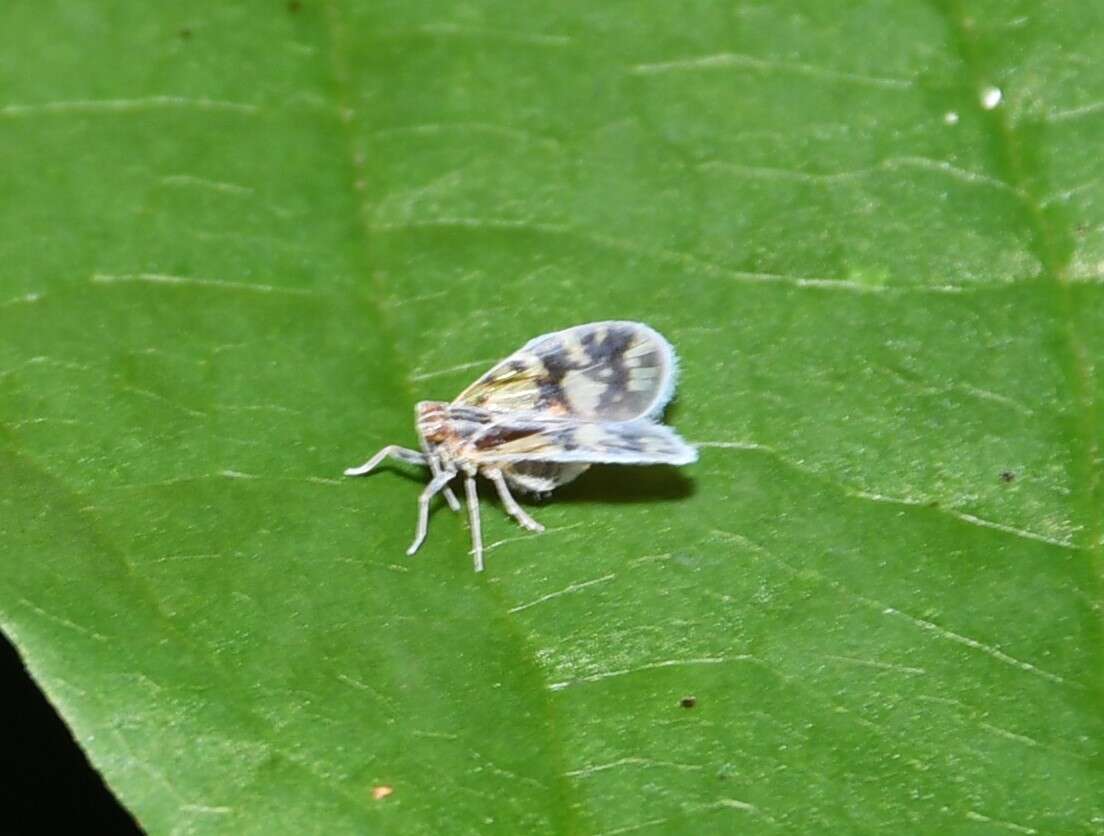 Image of Bothriocera cognita Caldwell 1943