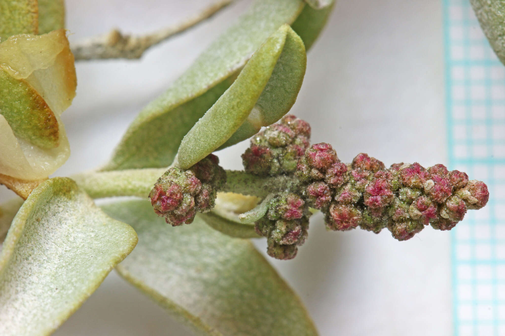 Image de Atriplex garrettii Rydberg