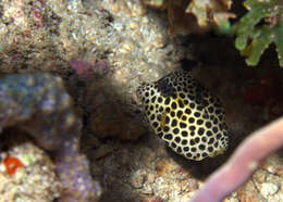 Image of Spotted Trunkfish