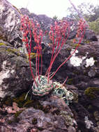 Sivun Echeveria chihuahuaensis v. Poelln. kuva