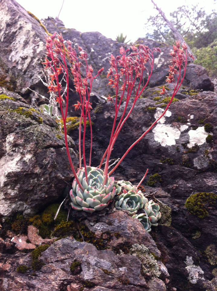 Sivun Echeveria chihuahuaensis v. Poelln. kuva