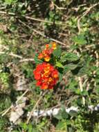 Image of nettleleaf shrubverbena