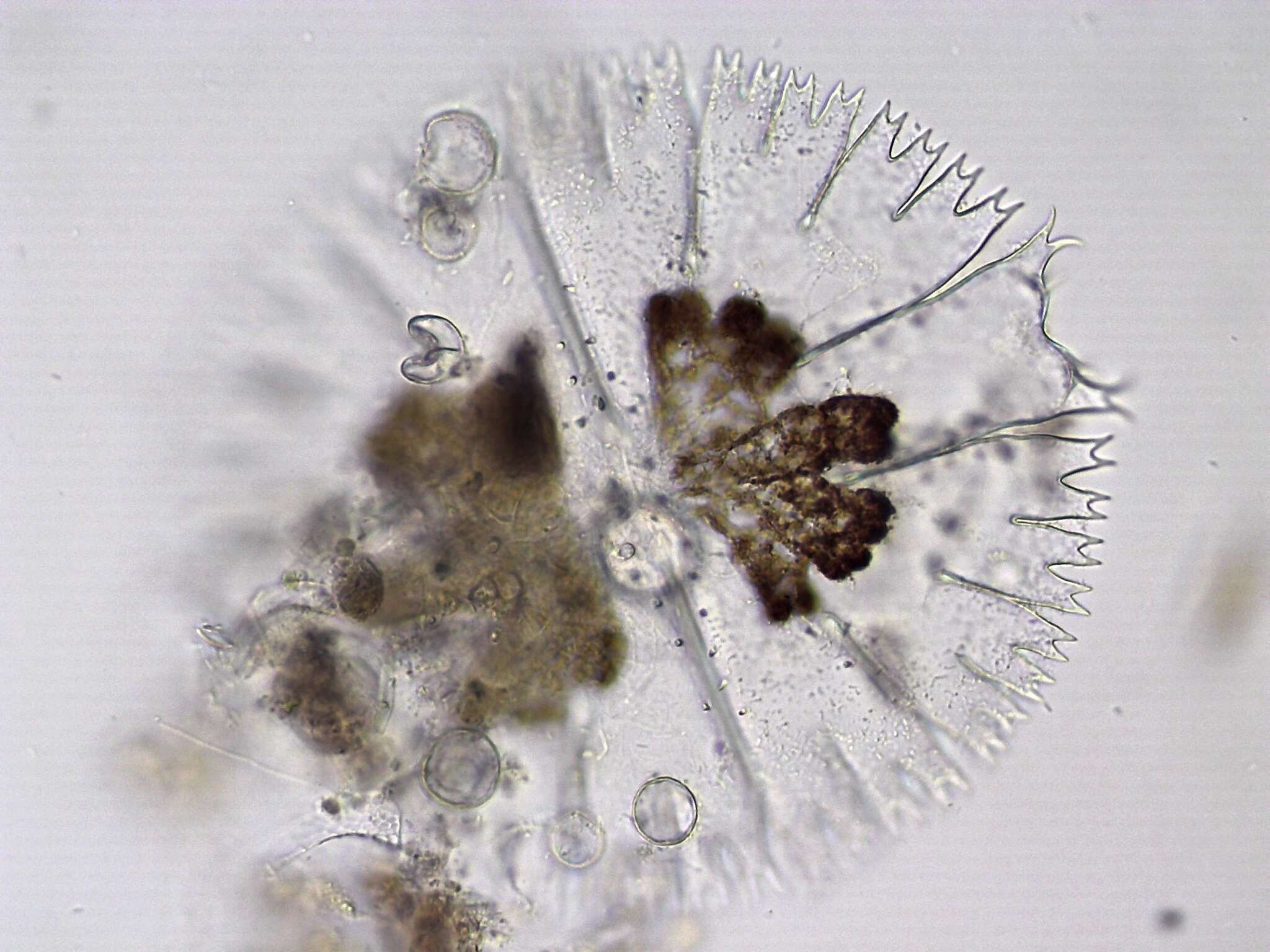 Image of <i>Micrasterias compereana</i> J. Neustupa, J. St'astný & P. Skaloud 2014