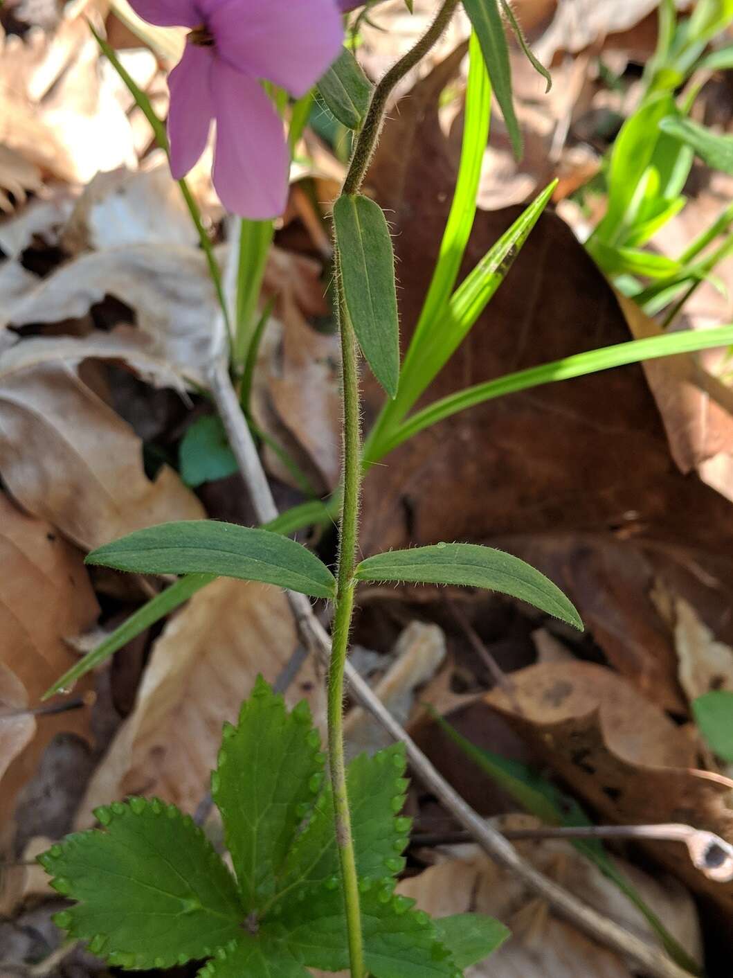 Image of creeping phlox