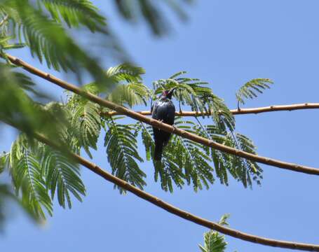 Image of Short-tailed Starling