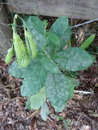 Image of showy crotalaria