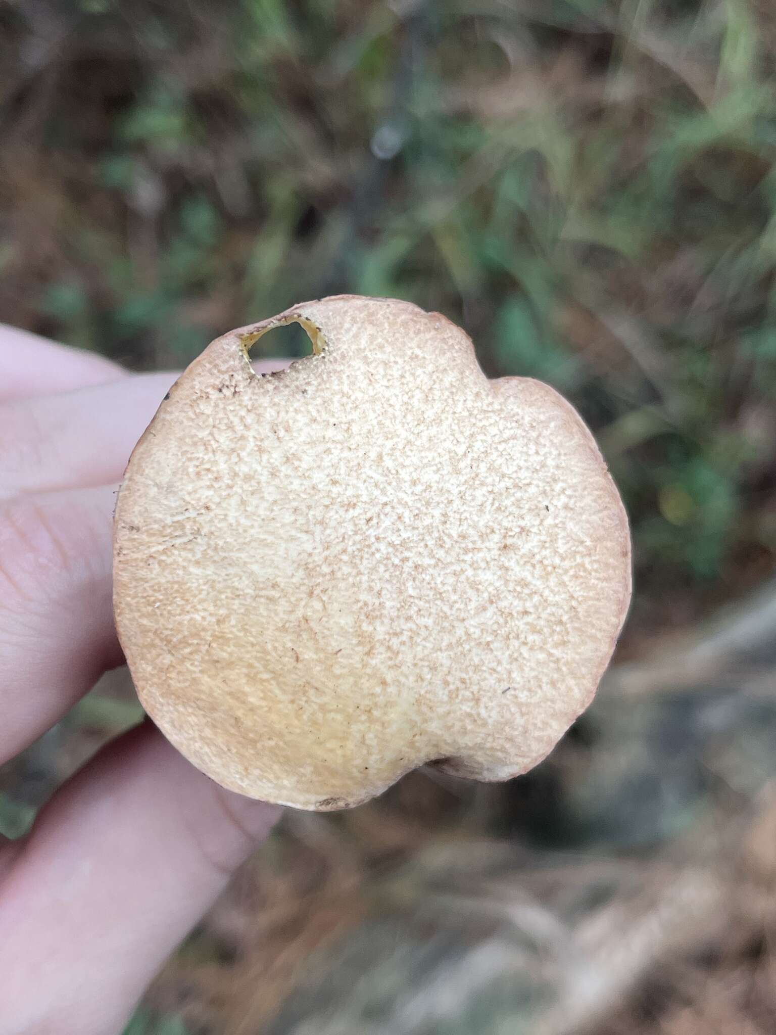 Image of Suillus hirtellus (Peck) Snell 1944