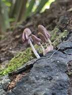 Image of Coprinopsis clastophylla (Maniotis) Redhead, Vilgalys & Moncalvo 2001