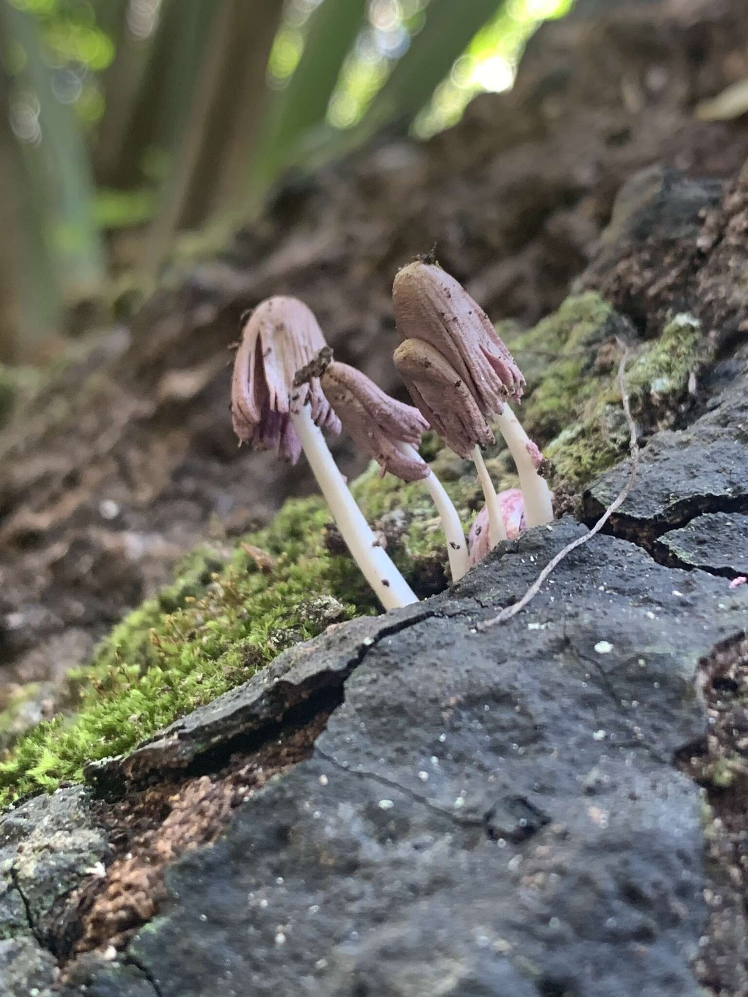 Image of Coprinopsis clastophylla (Maniotis) Redhead, Vilgalys & Moncalvo 2001