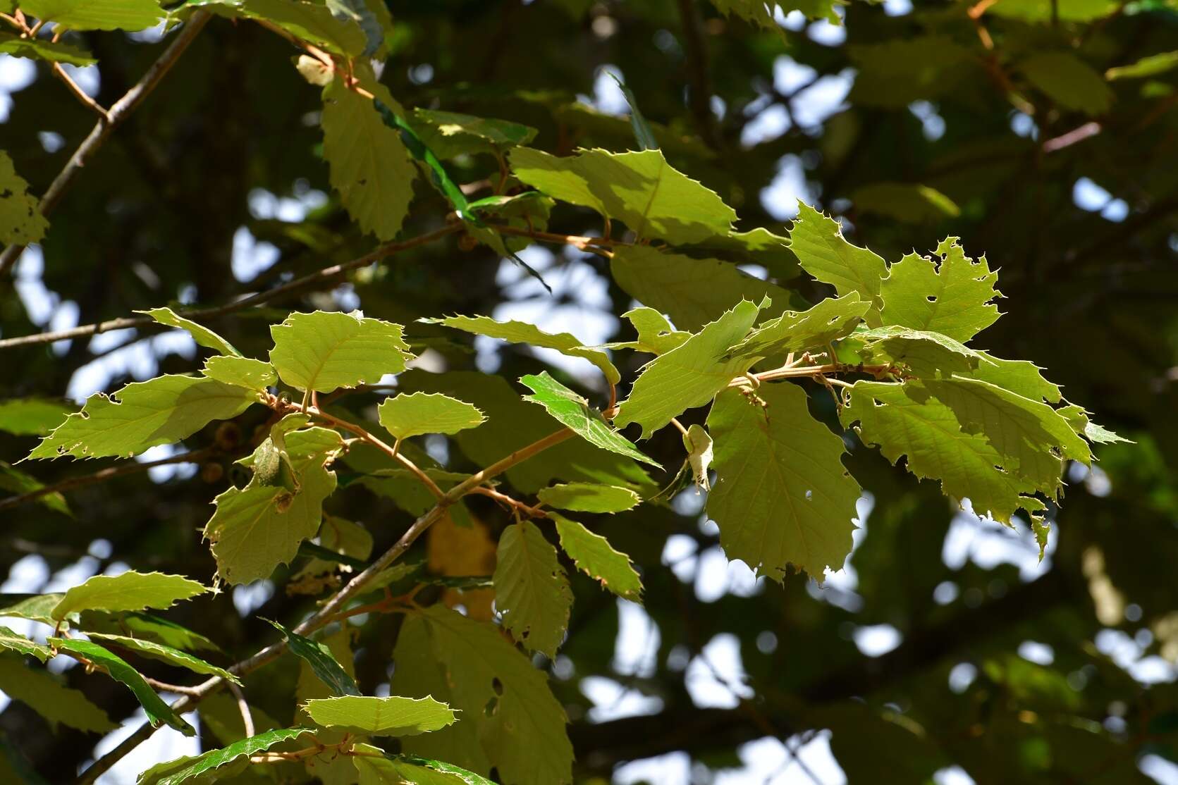 Imagem de Quercus candicans Née