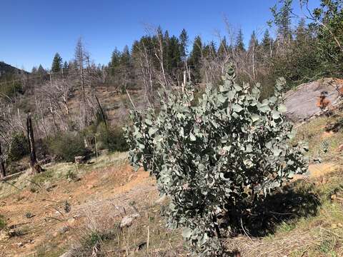 Image of hoary manzanita