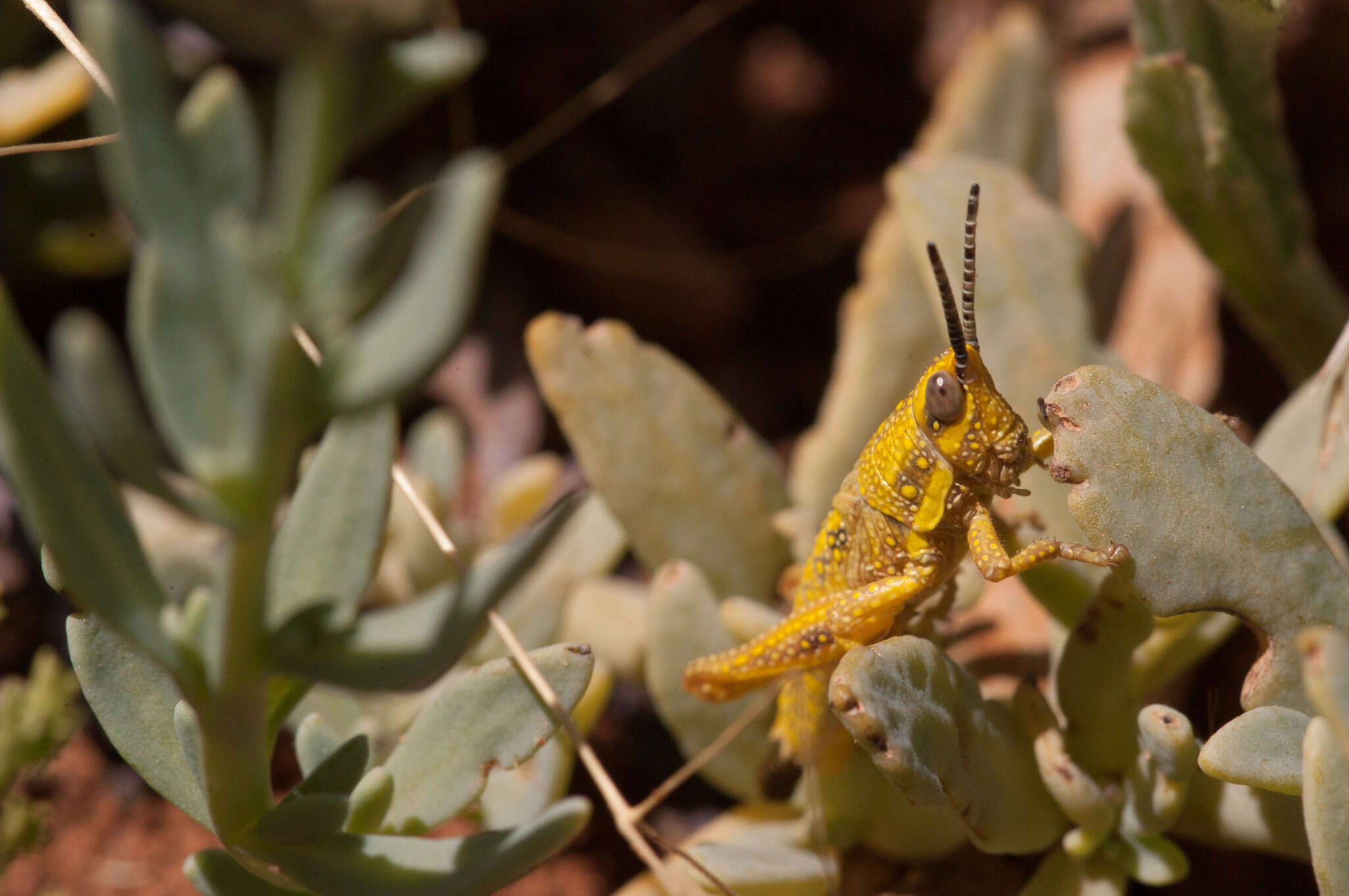 صورة Monistria discrepans (Walker & F. 1871)