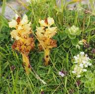 Image of Orobanche alba subsp. alba