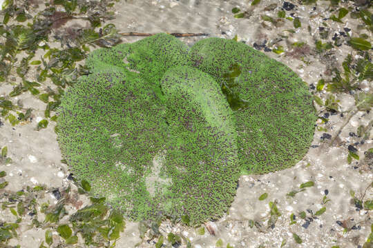 Image of Haddon's Carpet Anemone