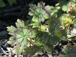 Image of Pelargonium articulatum (Cav.) Willd.