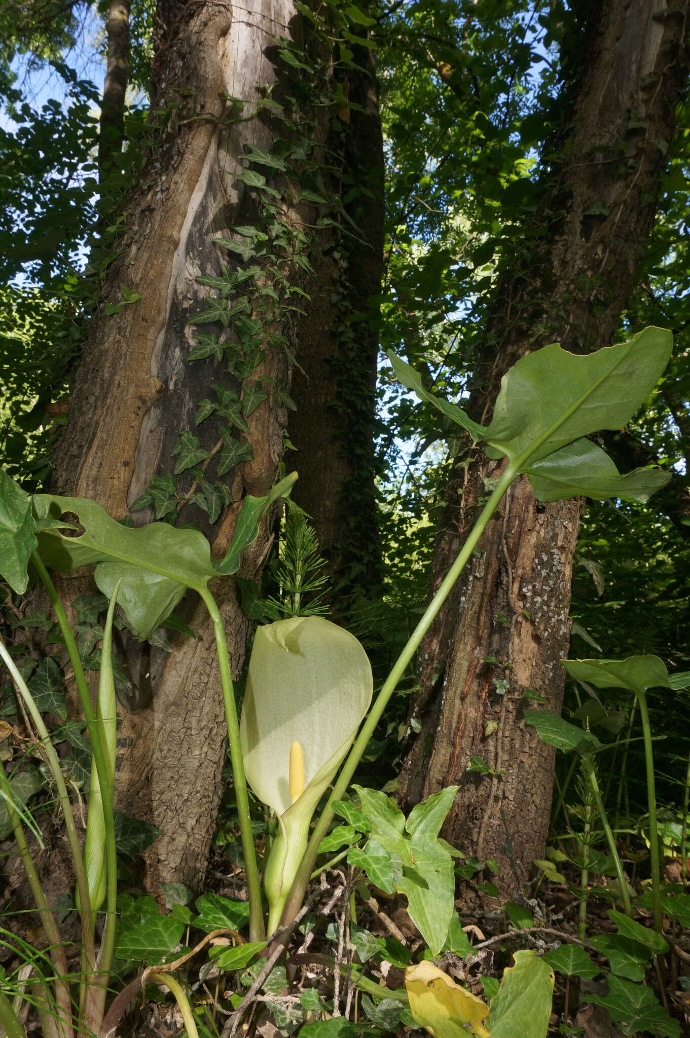 Plancia ëd Arum italicum subsp. albispathum (Steven ex Ledeb.) Prime