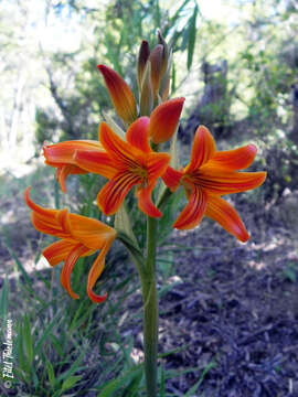 Image of Chloraea nudilabia Poepp.