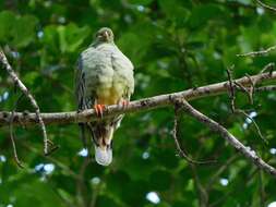 صورة Treron calvus delalandii (Bonaparte 1854)