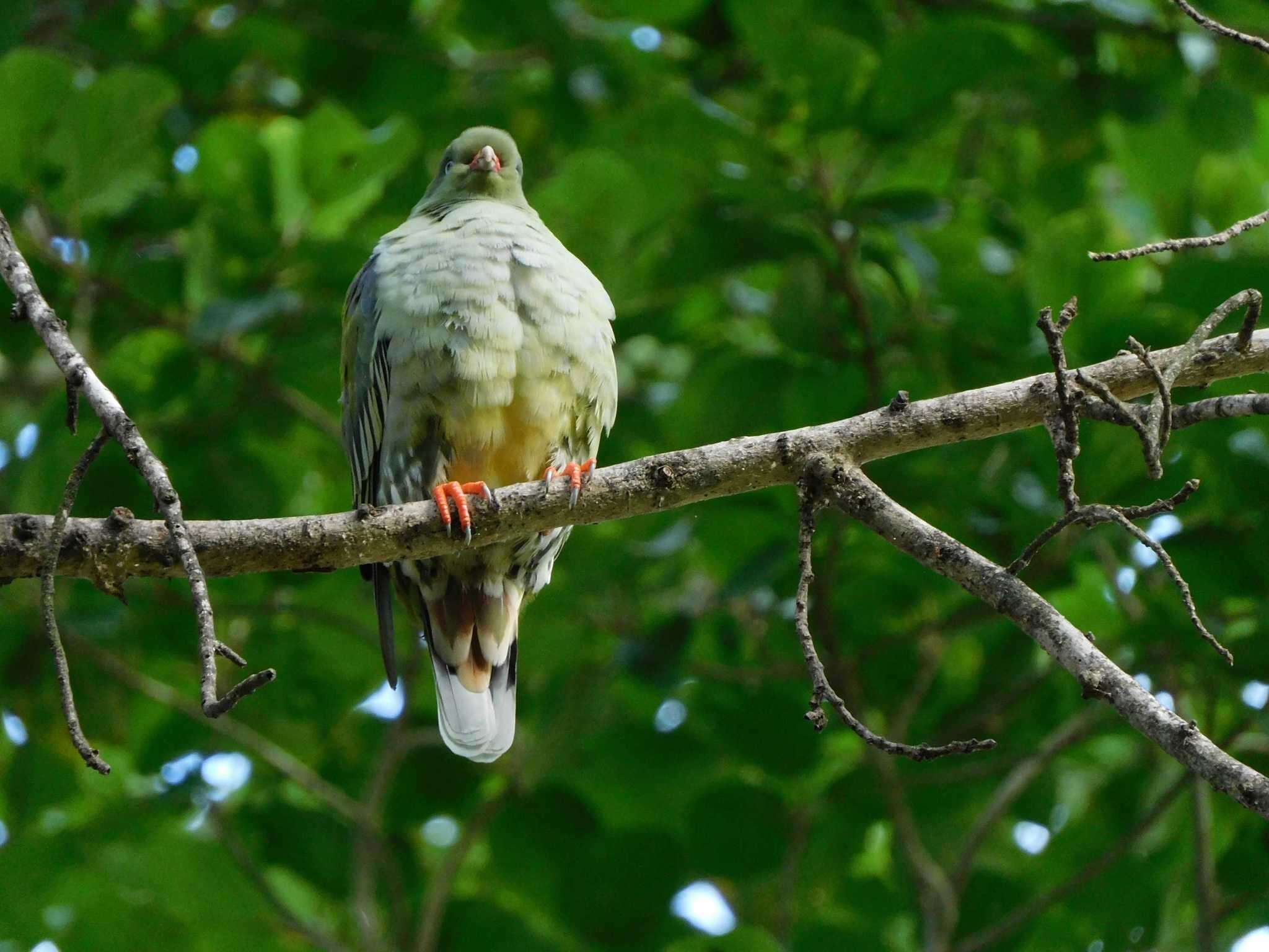 صورة Treron calvus delalandii (Bonaparte 1854)