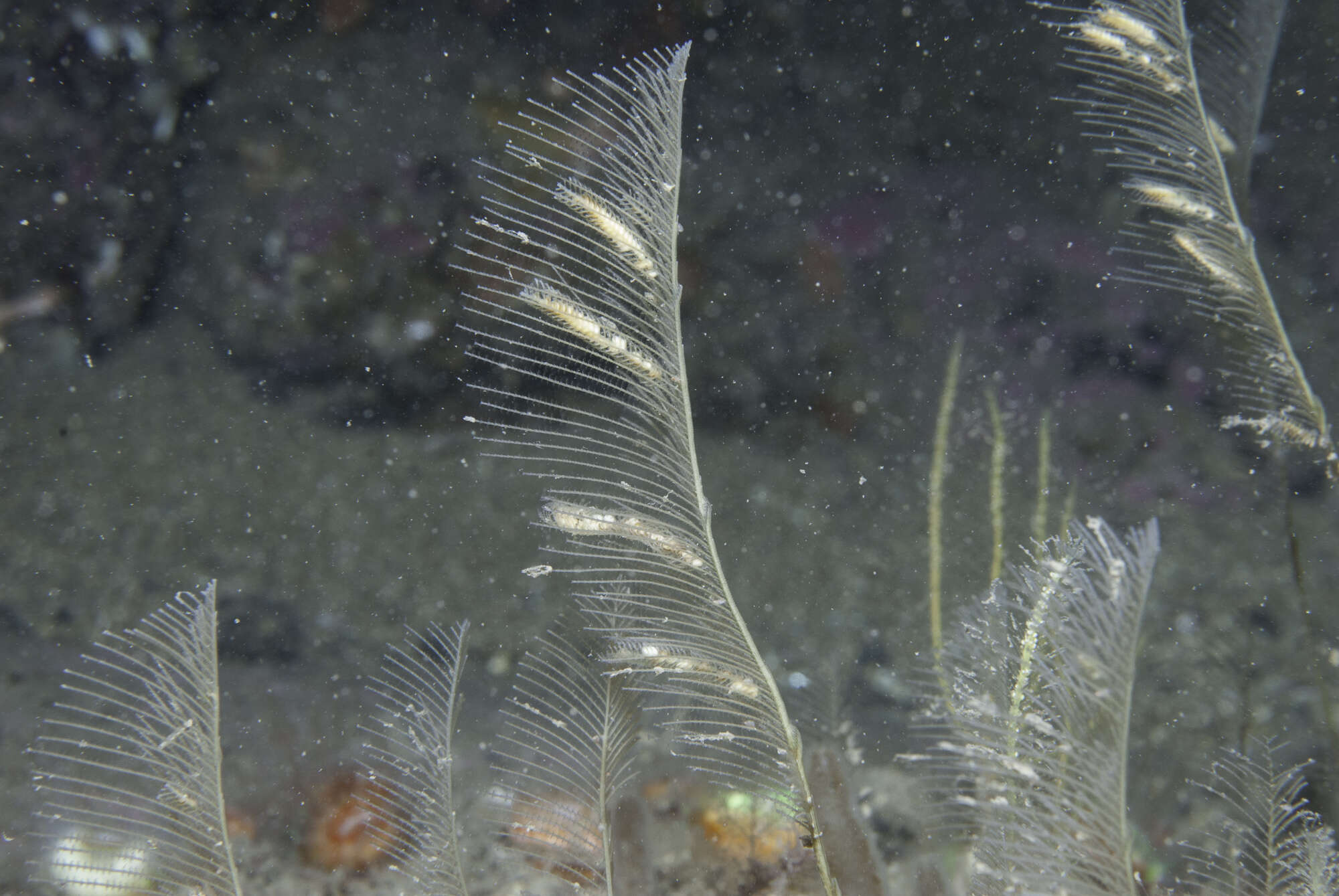 Plancia ëd Lytocarpia myriophyllum (Linnaeus 1758)