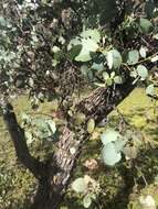 Image of cider gum