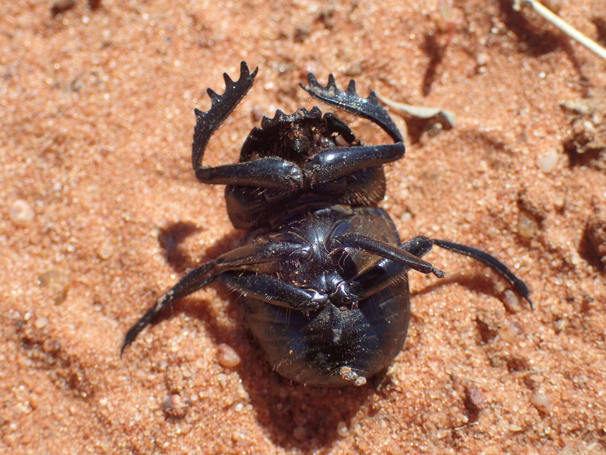 صورة Scarabaeus proboscideus (Guérin-Méneville 1844)