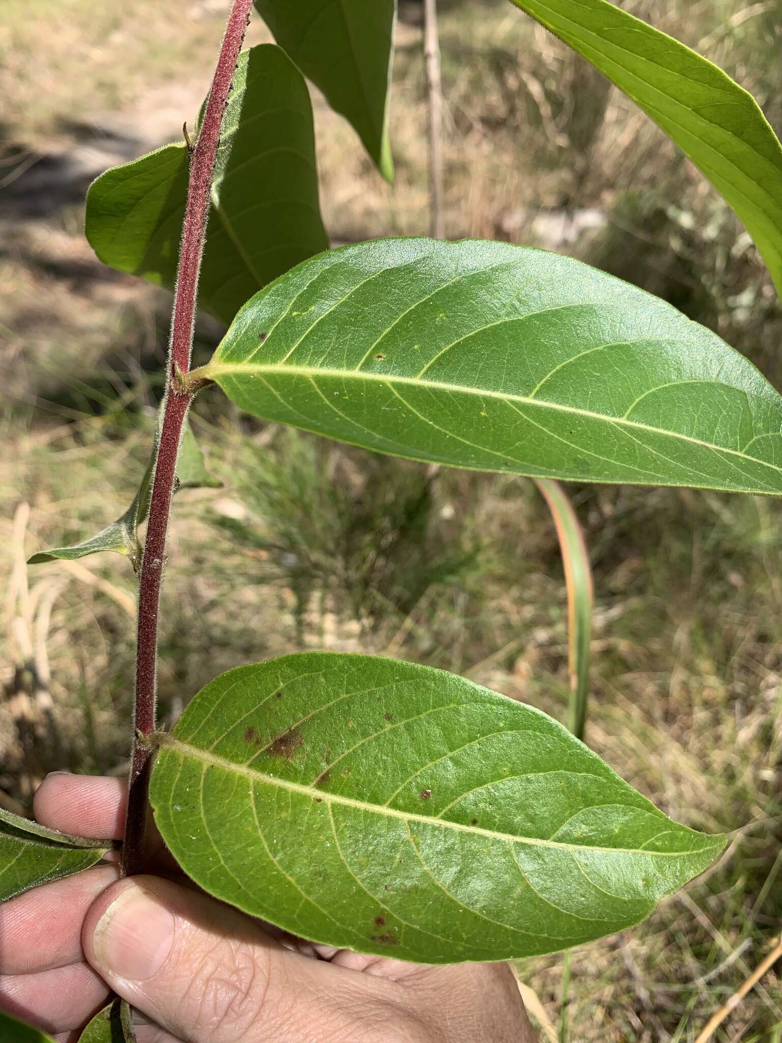 Image of Glochidion zeylanicum var. zeylanicum