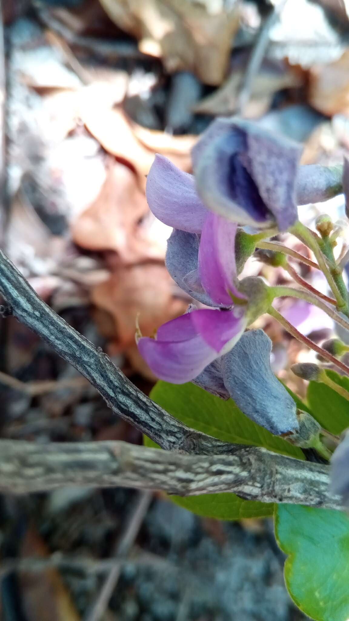 Image of Vaughania dionaeifolia S. Moore