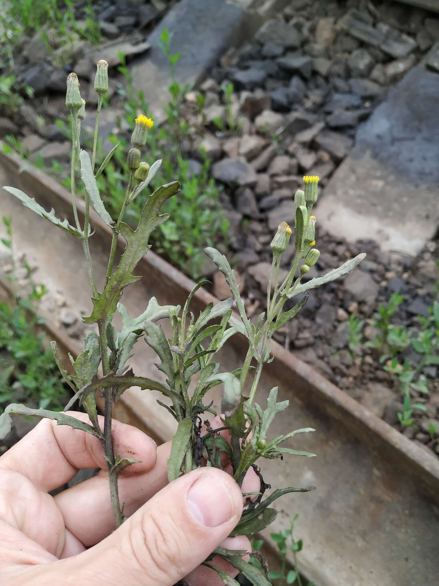 Image of Senecio dubitabilis C. Jeffrey & Y. L. Chen