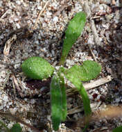 Imagem de Anchusa crispa Viv.