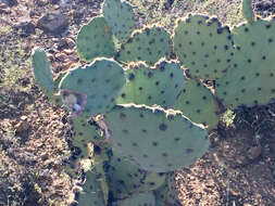 Image of Dollar-joint Prickly-pear