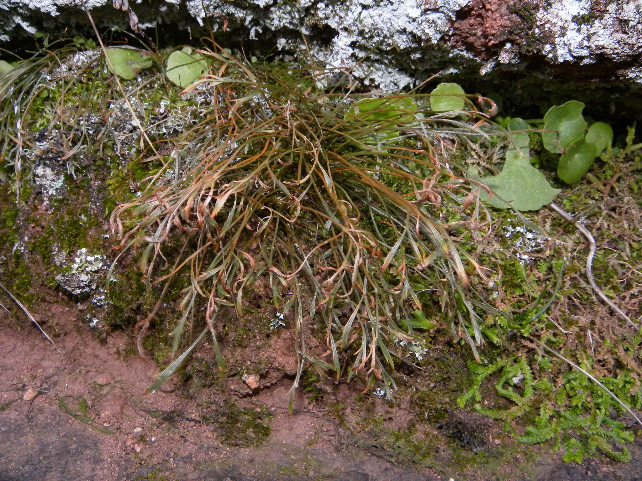 Sivun Asplenium septentrionale subsp. septentrionale kuva