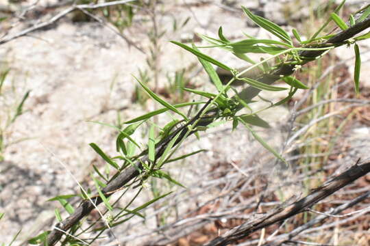 Plancia ëd Metastelma latifolium J. N. Rose