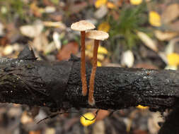 Image of Tubaria conspersa (Pers.) Fayod 1889