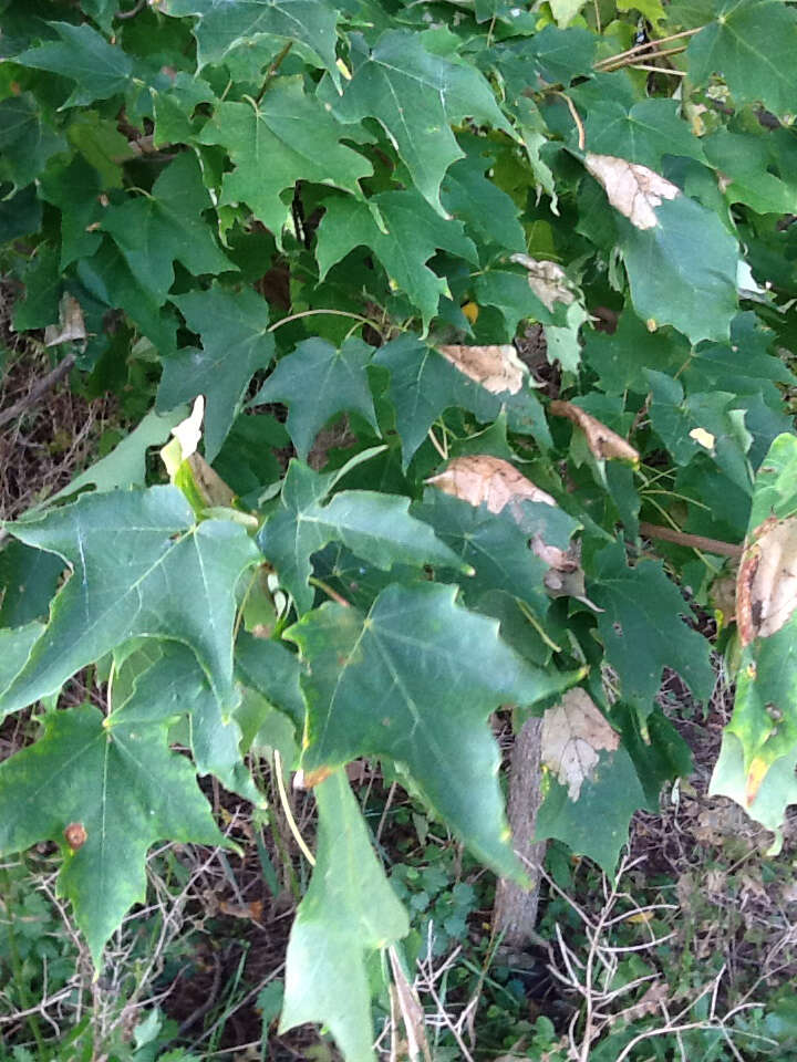 Image of sugar maple