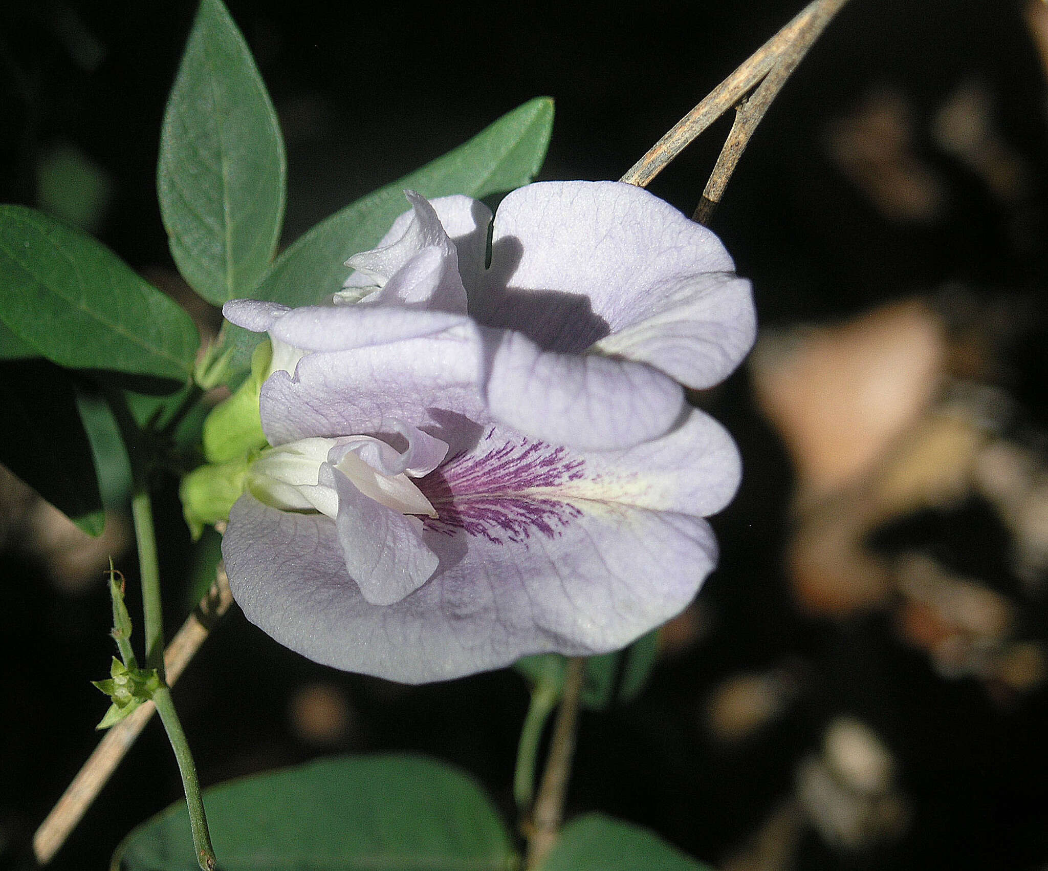 صورة Clitoria mariana L.