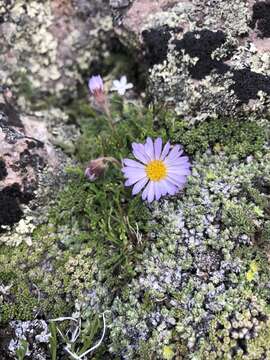 Image of featherleaf fleabane