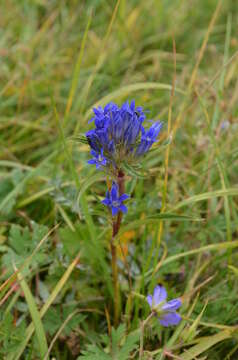 Image of Gentiana tianschanica Rupr.