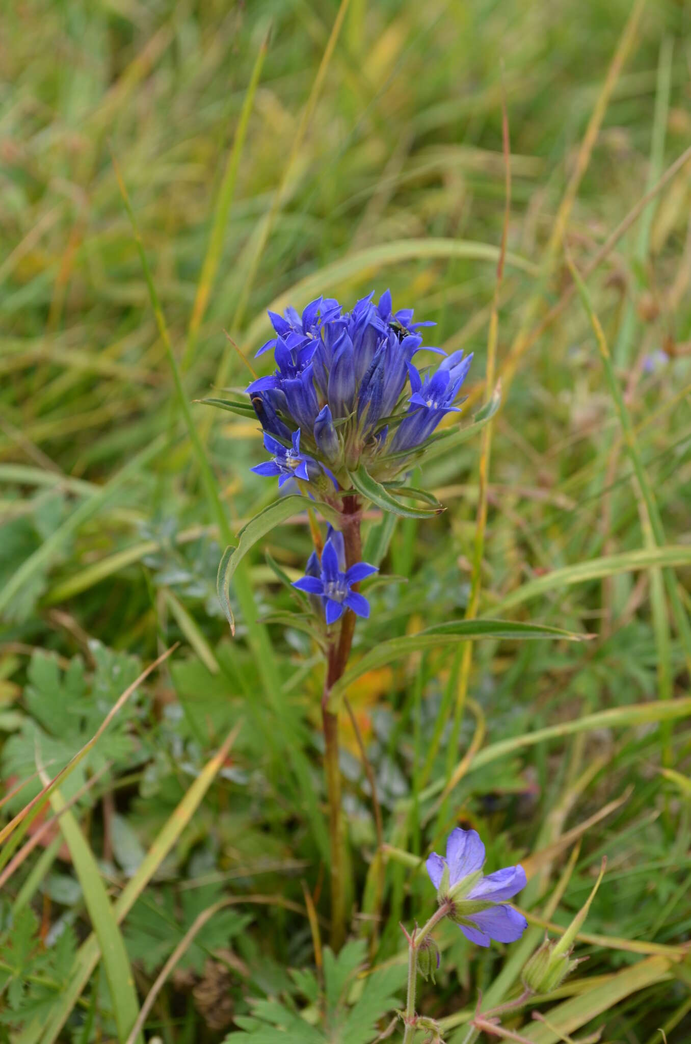 Image de Gentiana tianschanica Rupr.