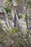 Imagem de Plectranthus barbatus Andrews