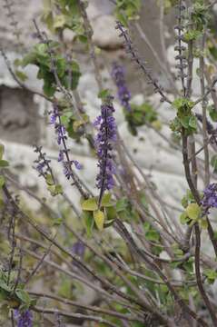 Imagem de Plectranthus barbatus Andrews