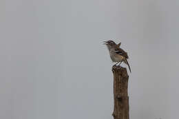 Image of Brown-backed Scrub Robin