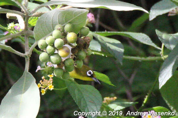 صورة Zosterops maderaspatanus maderaspatanus (Linnaeus 1766)