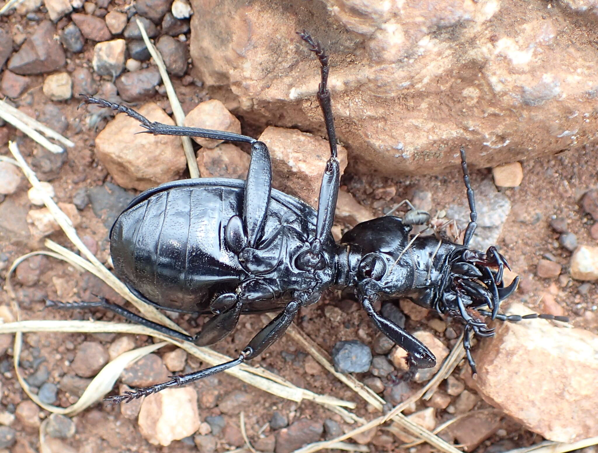 Plancia ëd Anthia (Anthia) cinctipennis Lequien 1833