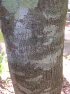 Image of kamala tree