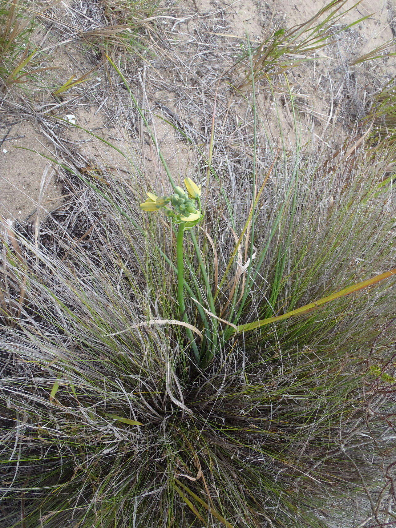 Image of Albuca flaccida Jacq.